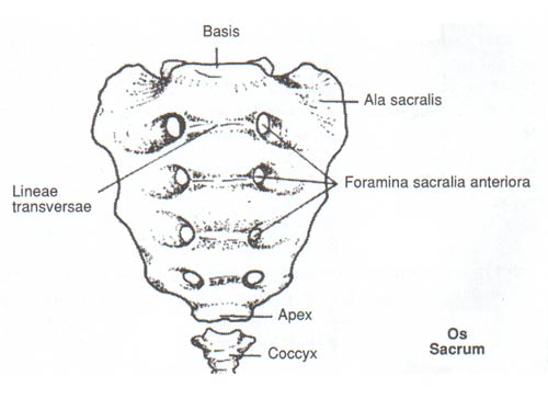 Os sacrum (Kuyruk sokumu kemiği) - Anatomi